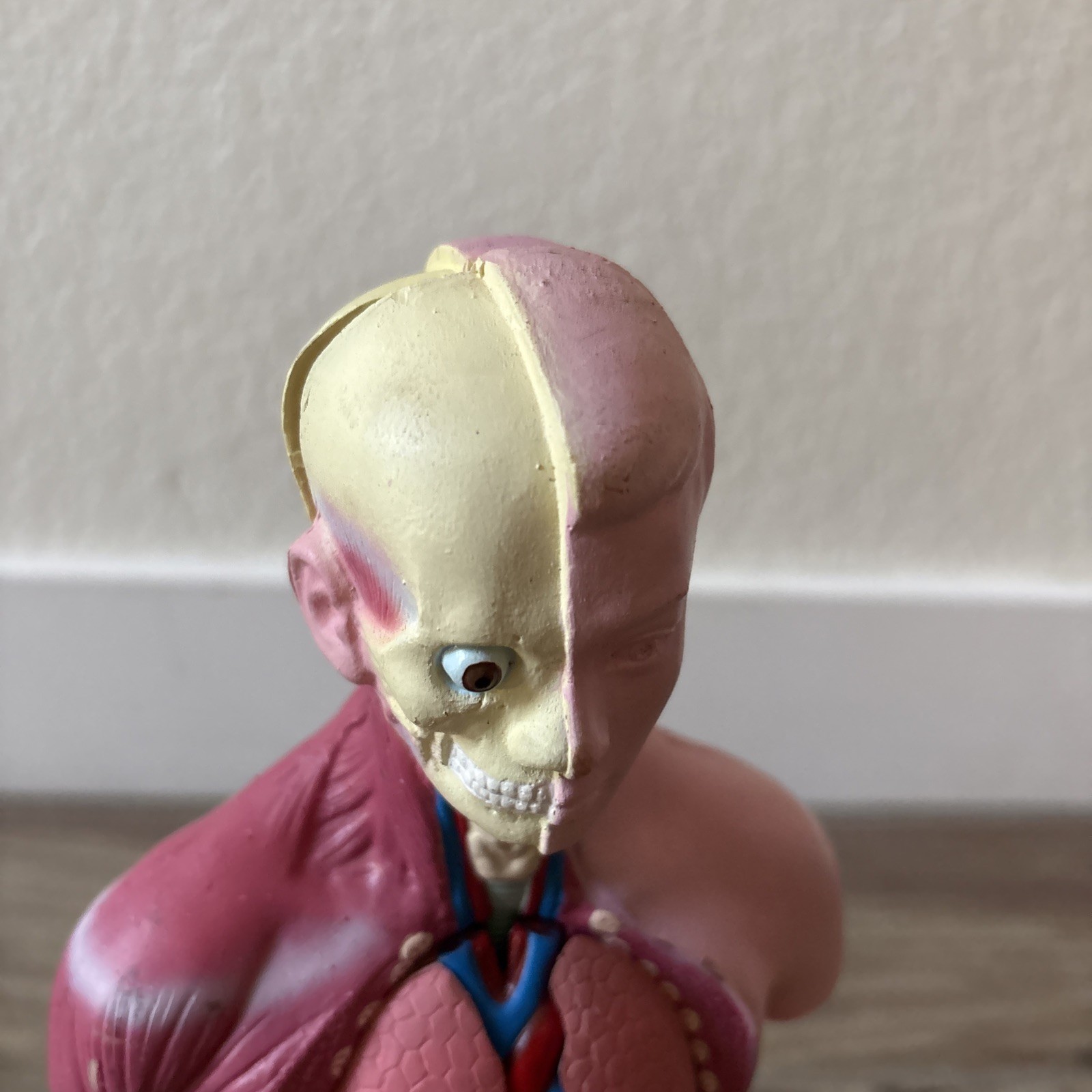 Medical Anatomical Human Torso Body Model Anatomy Internal Organ Teaching Mold