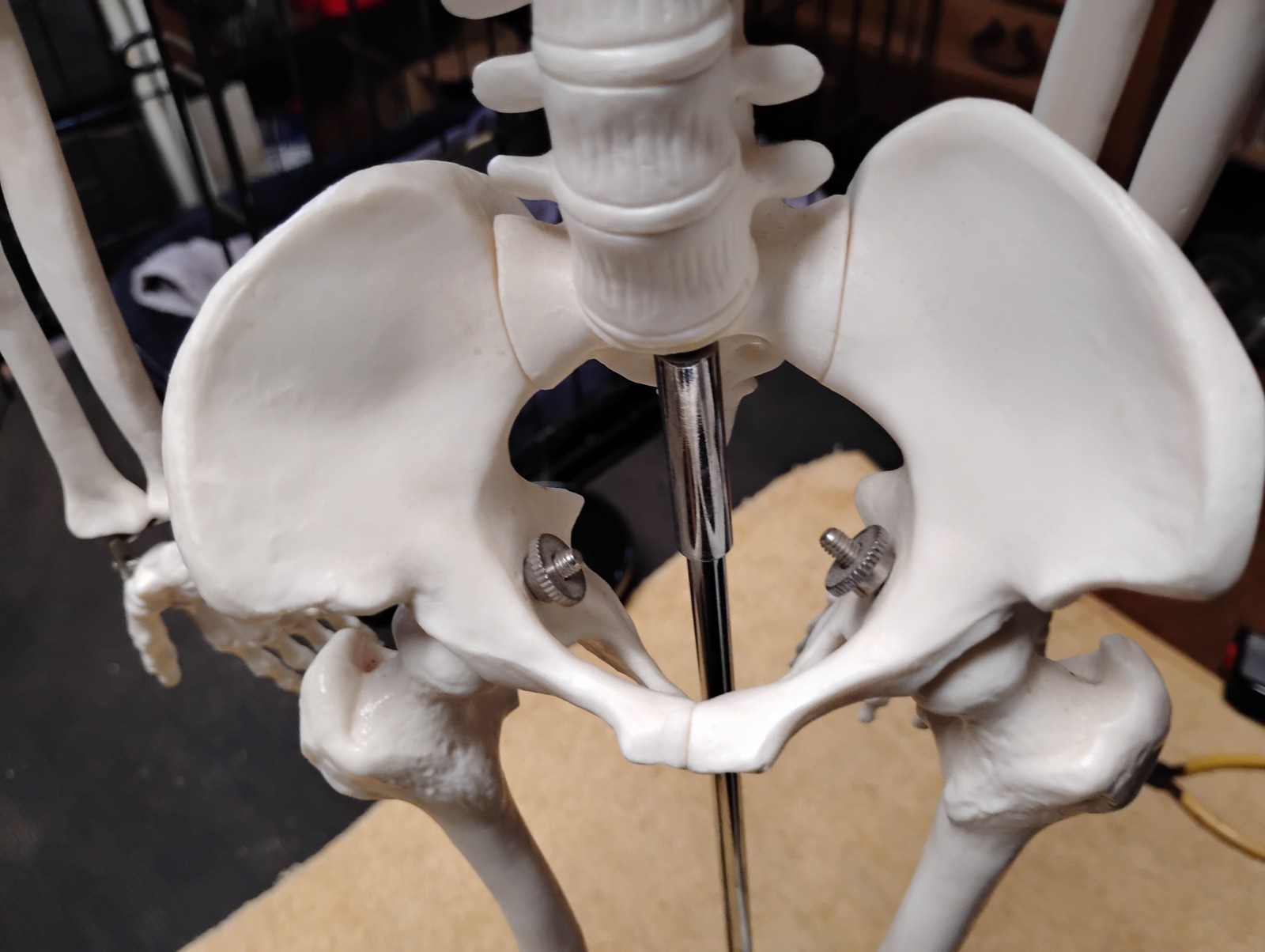 Medical Skeleton Model 33″ tall. Used in Good Condition.