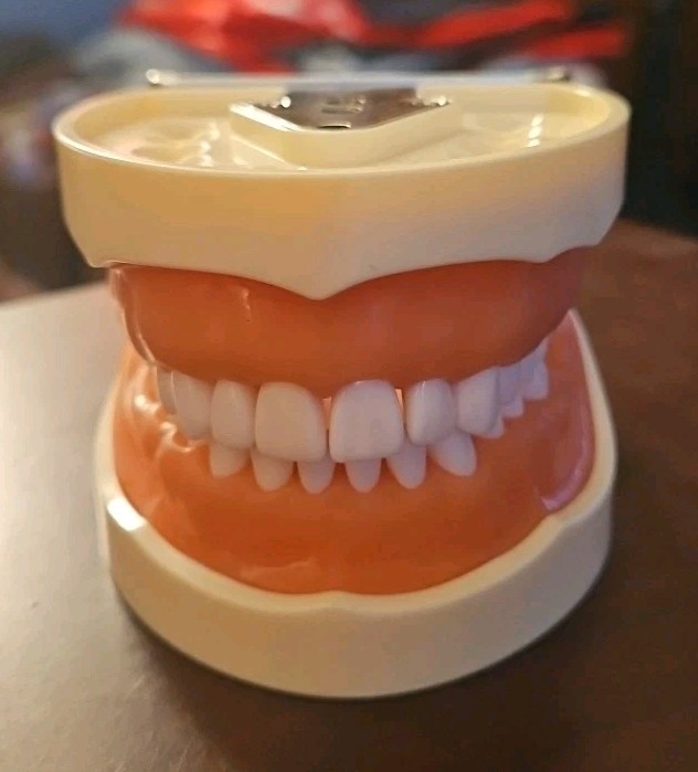 Dental Typodont Teeth Model Practice with Removable Teeth Unbranded