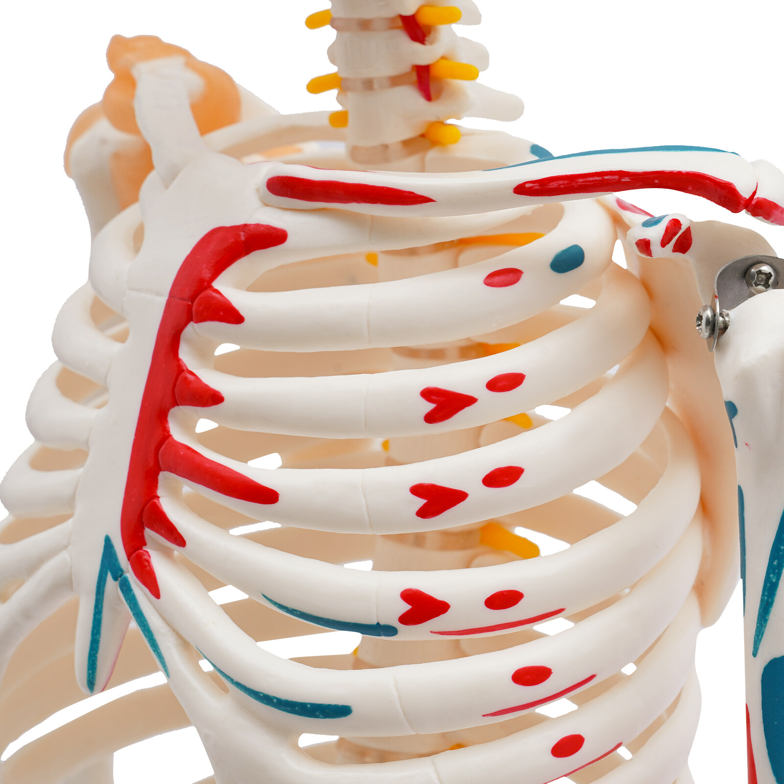 34″ Half Life Size Human Skeleton Model For Doctors’ Office or Anatomy Classroom