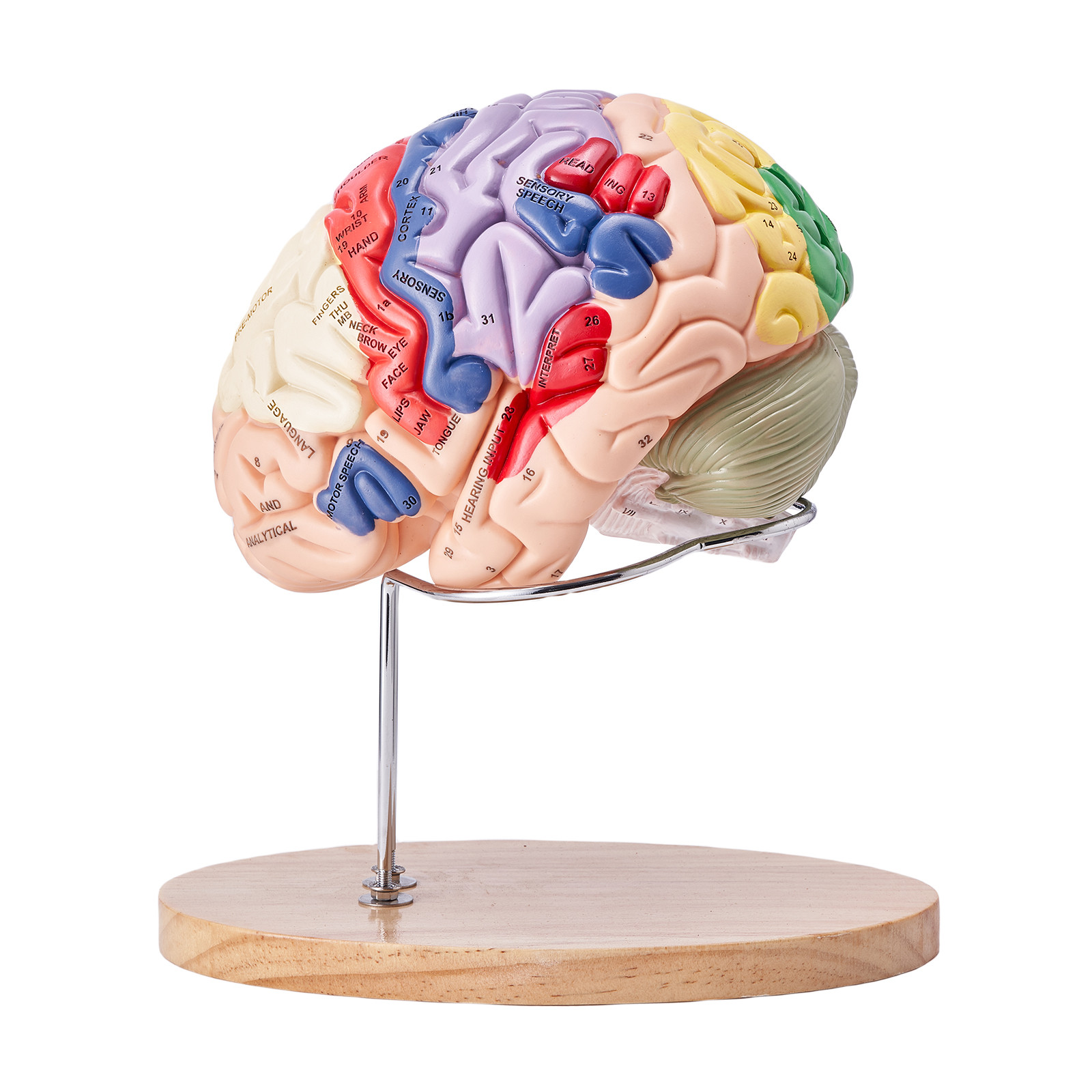VEVOR Human Brain Model Anatomy Teaching Brain Model 4-Part Labeled 2X Enlarged