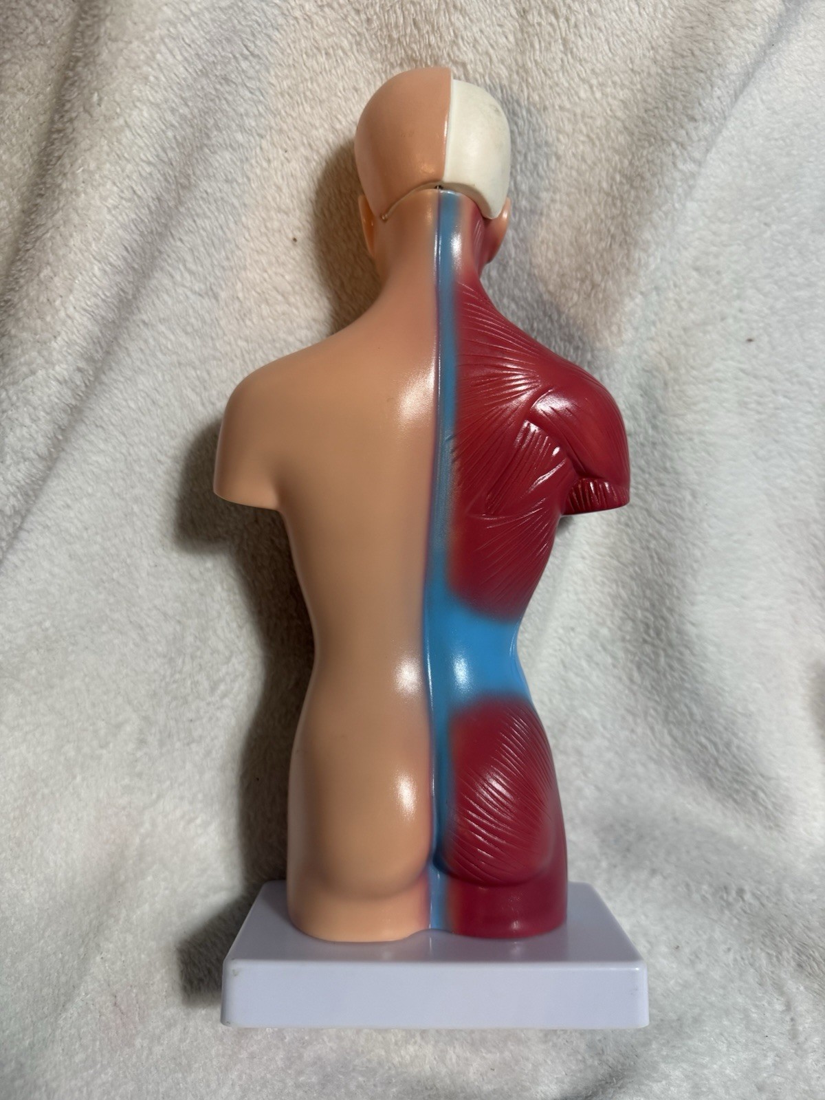 Human Torso Anatomical Model on Base w/ Organs, Muscles & Vessels Teaching Aid