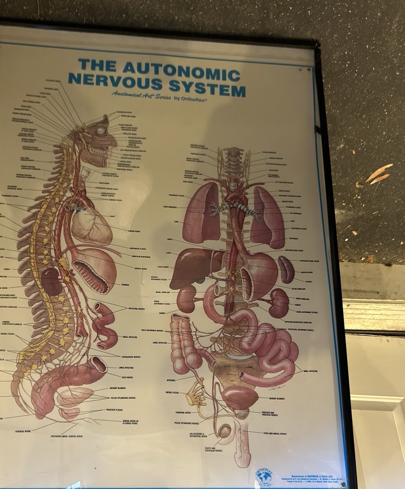 Large Framed Medical Chart