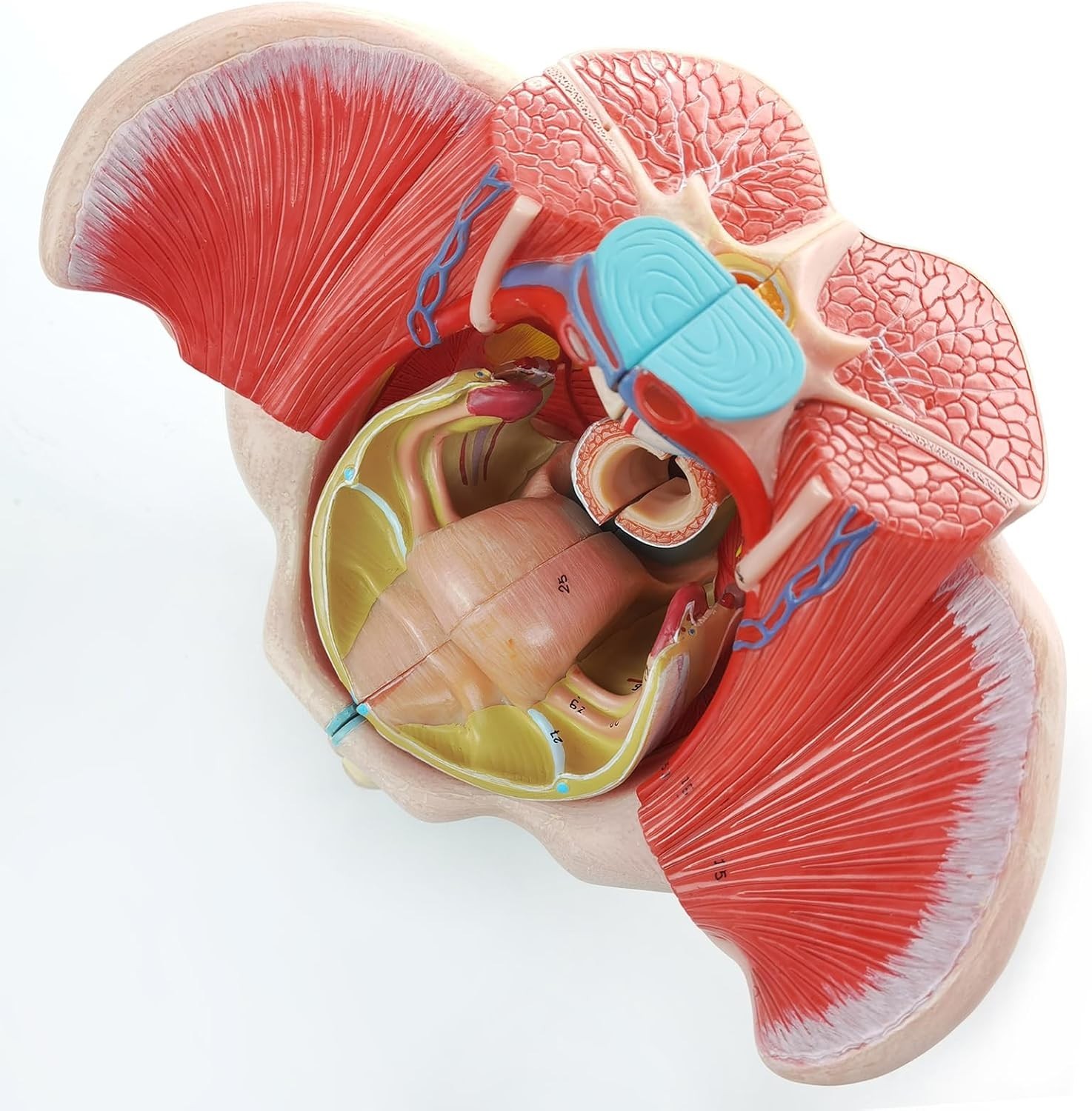 Life Size 4 Parts Human Female Pelvis Model with Pelvic Floor Muscles, Vessel…