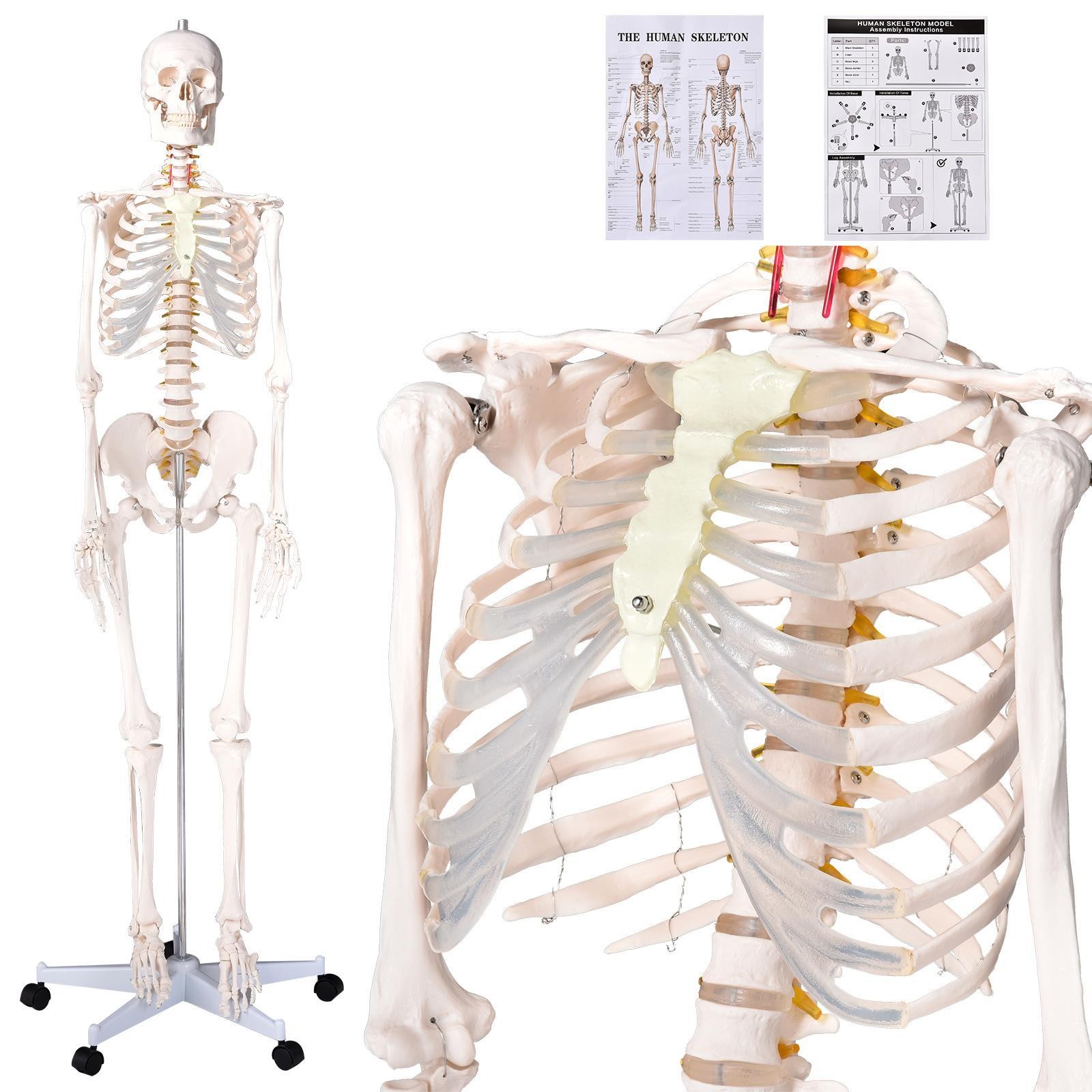 70″ Life-size Skeleton Model Human Anatomy Medical Students W/Rolling Stand