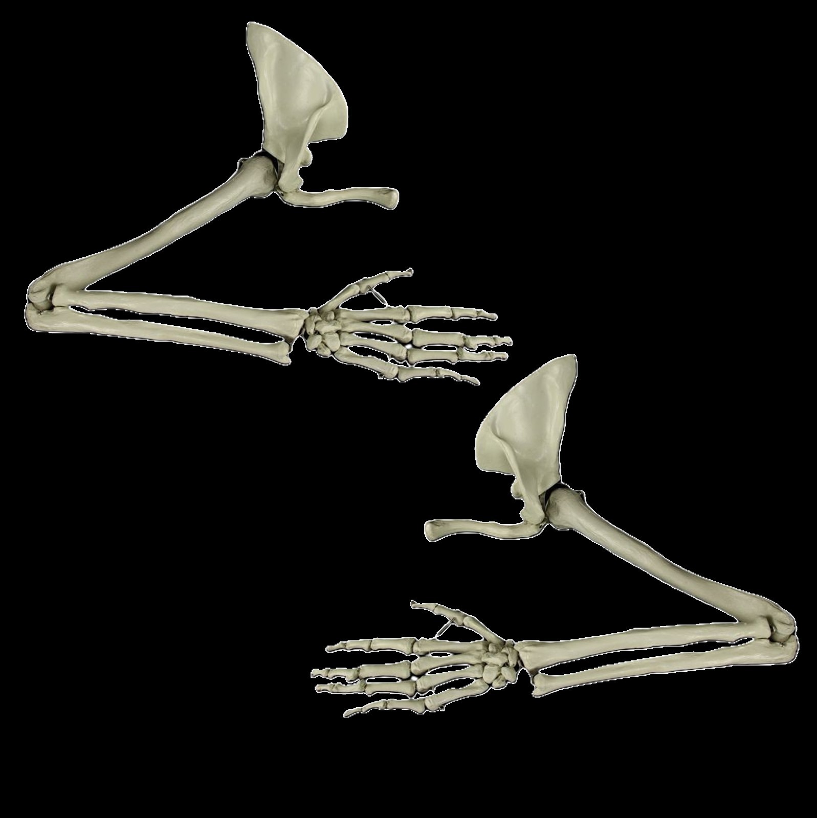 New Life Size Pair BUCKY SKELETON ARMS Set-2nd Class Resin Anatomical Upper Limb