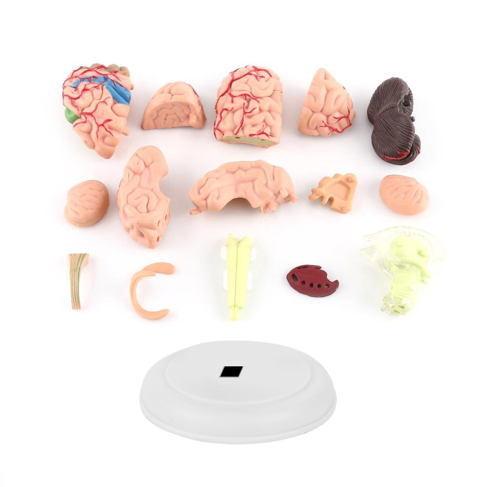 Anatomical Brain Model High Quality Assembling Tool Training Premium