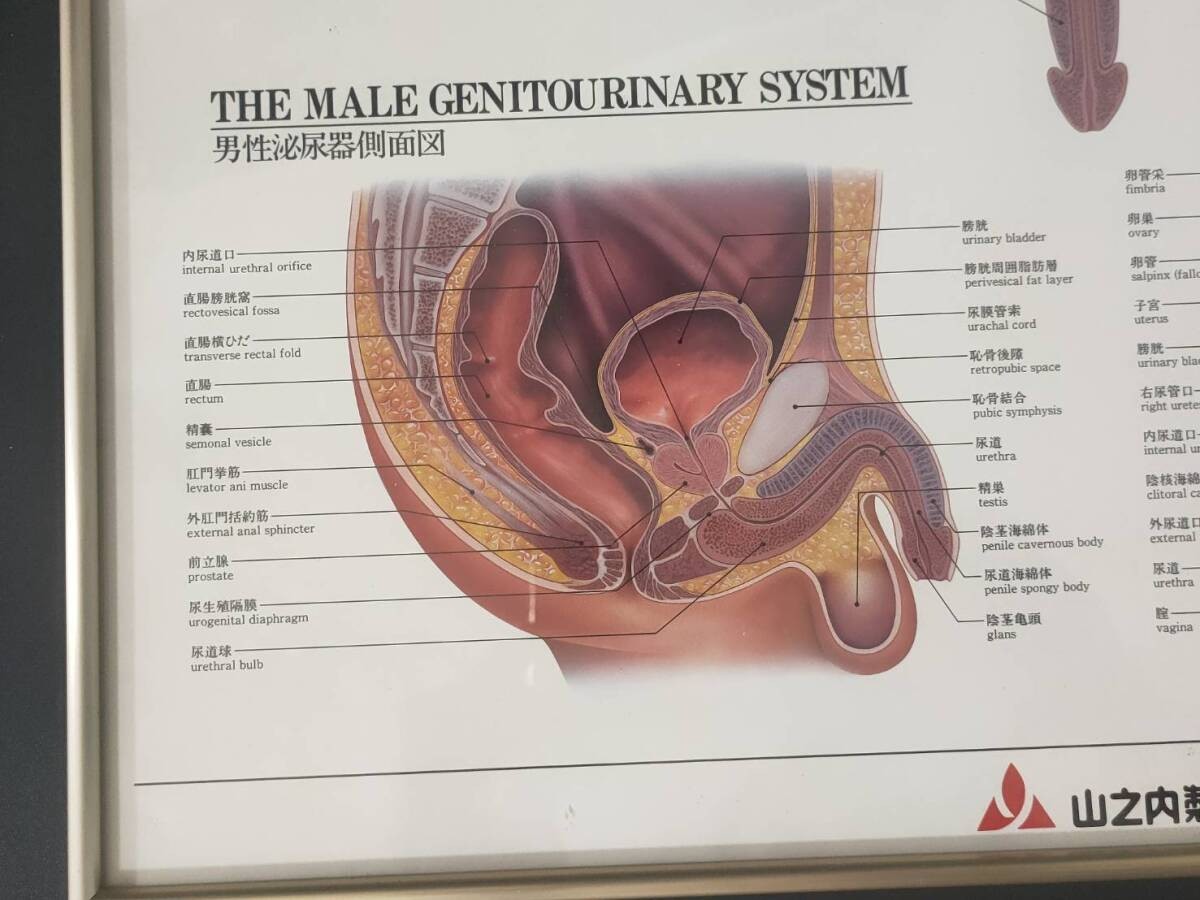 The Urinary System Framed Medical Anatomical Poster, 20×14.5 in Wall Diagram