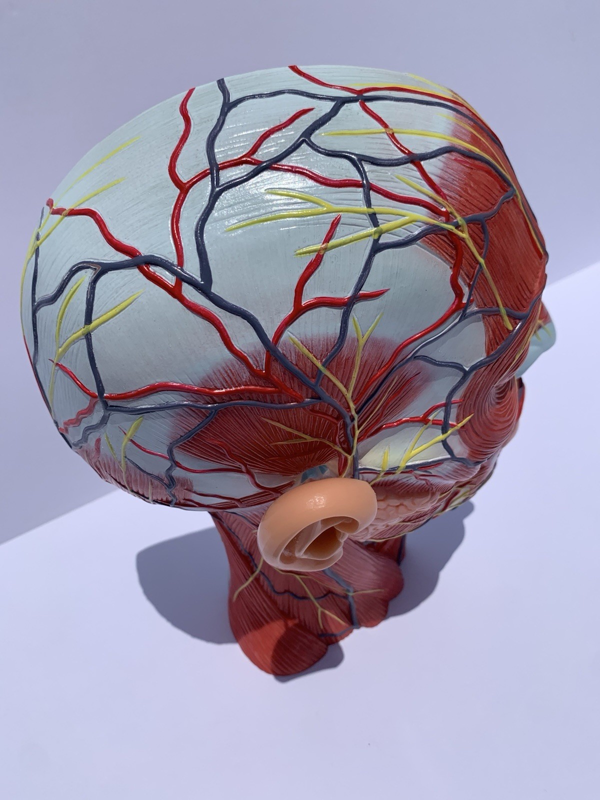 Human Half Head Anatomy Model Life Size Neurovascular Medical Teaching Aid