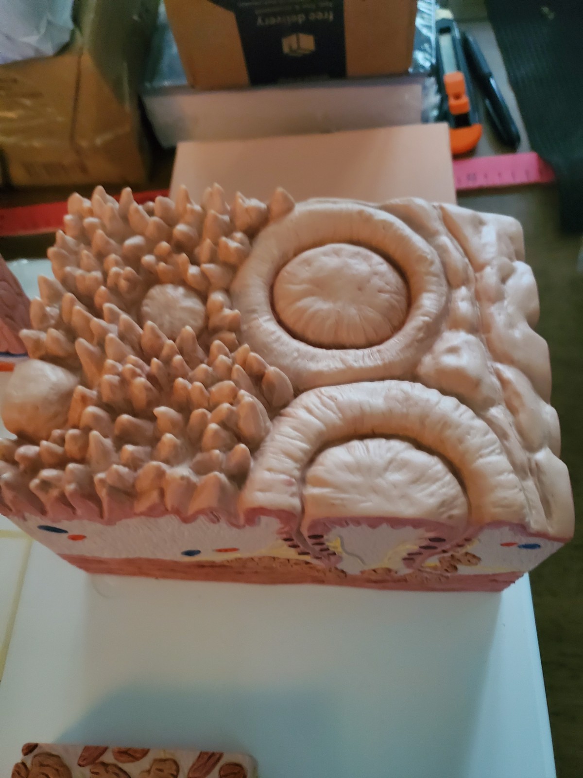3B Scientific D17 MICROanatomy Human Tongue Model – 3B Smart Anatomy Anatomical