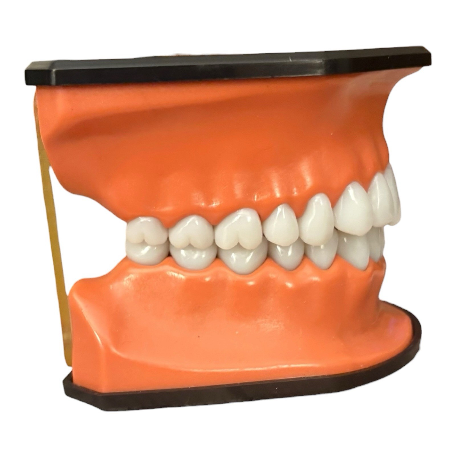 Henry Schein TP-100 Oversized Oral Teaching Dental Patient Education Display