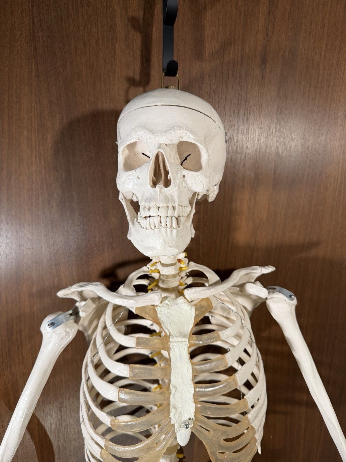 Life Size Human Anatomy Skeleton Hanging Medical Model w/ Spine Nerves