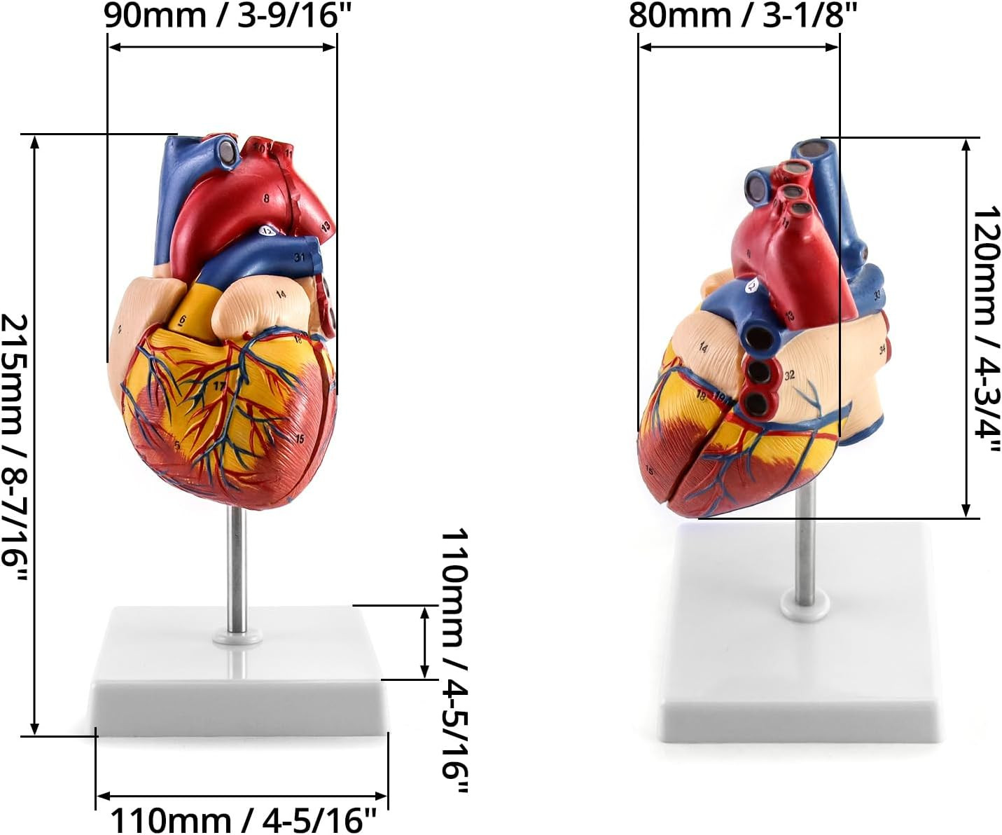 2 Pack Life Size Human Heart Model 2-Part 34 Structures PVC Anatomy Display Base