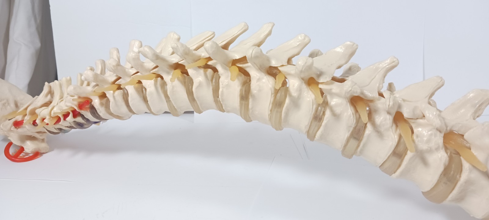 Life-Size Human Spine Model w/ Pelvis & Nerves – Anatomy Medical Study