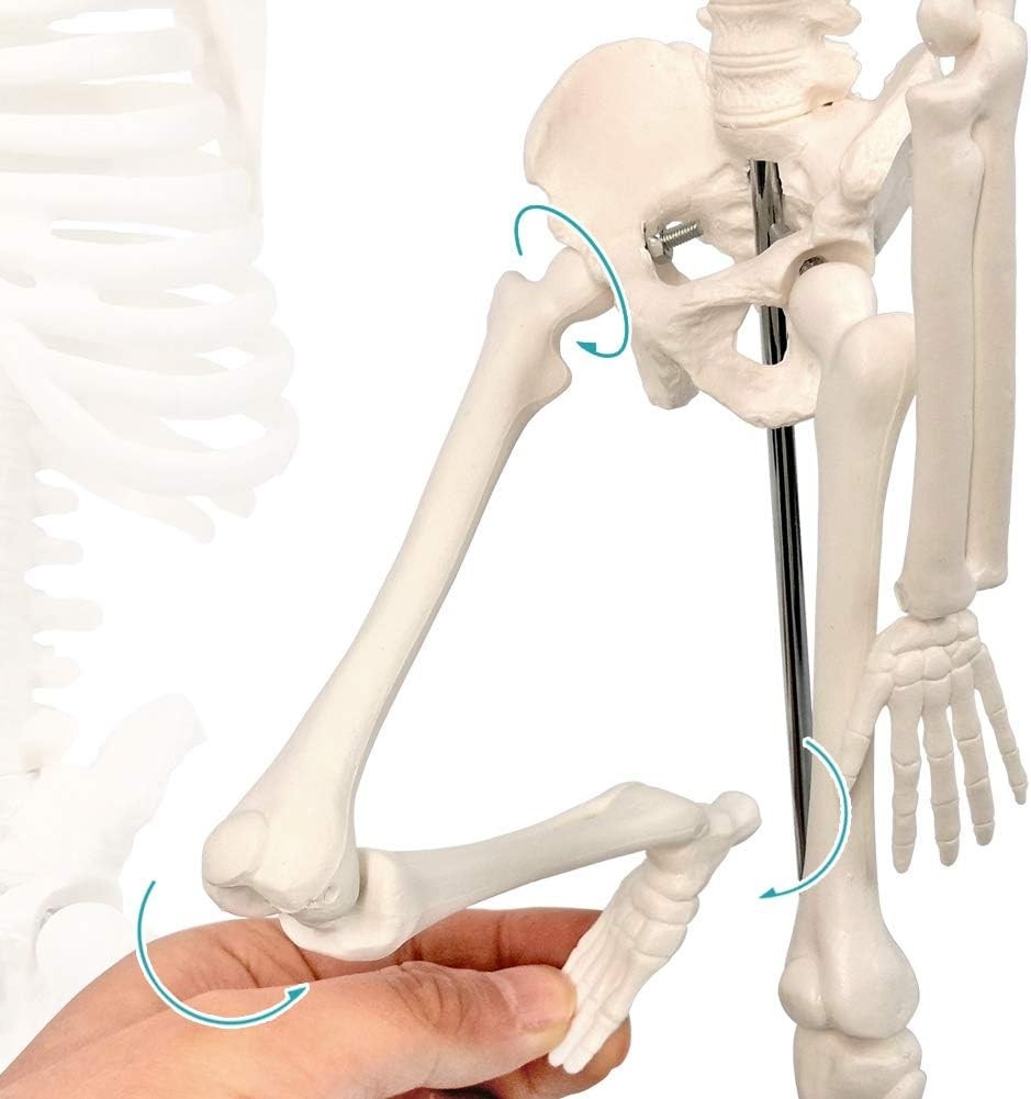 17.7 Inch Human Skeleton Model for Anatomy Study with Movable Limbs and Joints