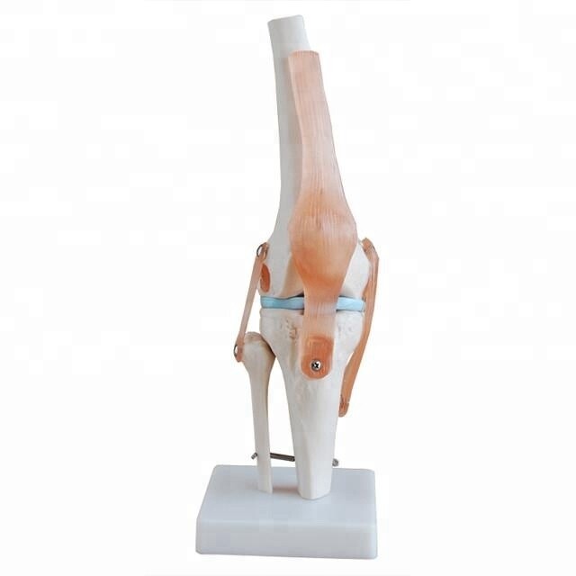 Human Life-Size Knee Joint Anatomical Model With Ligament Medical Anatomy Model