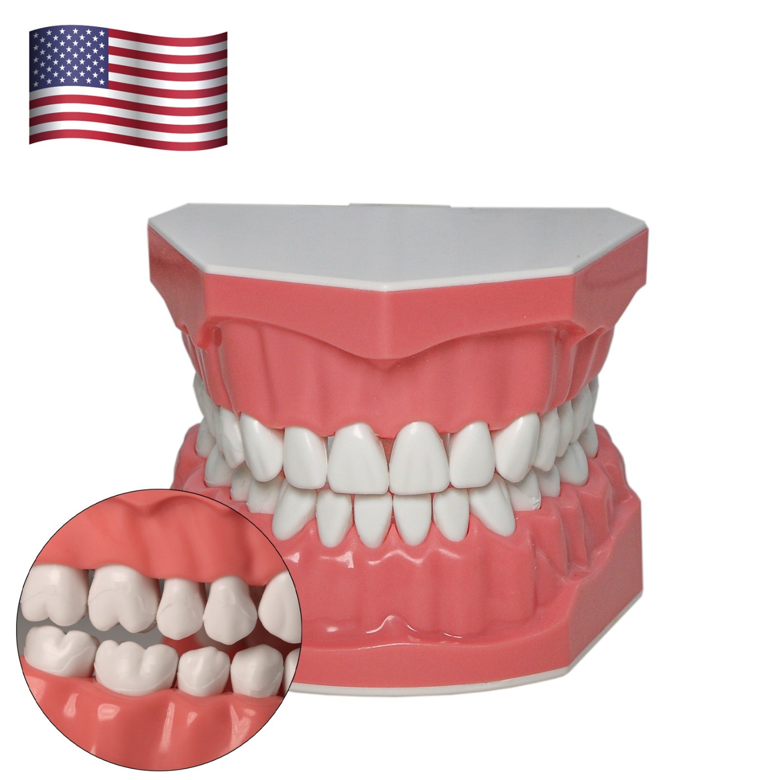 Dental Teeth Model Orthodontic Metal Bracket Tube Teach Typodont Demonstration