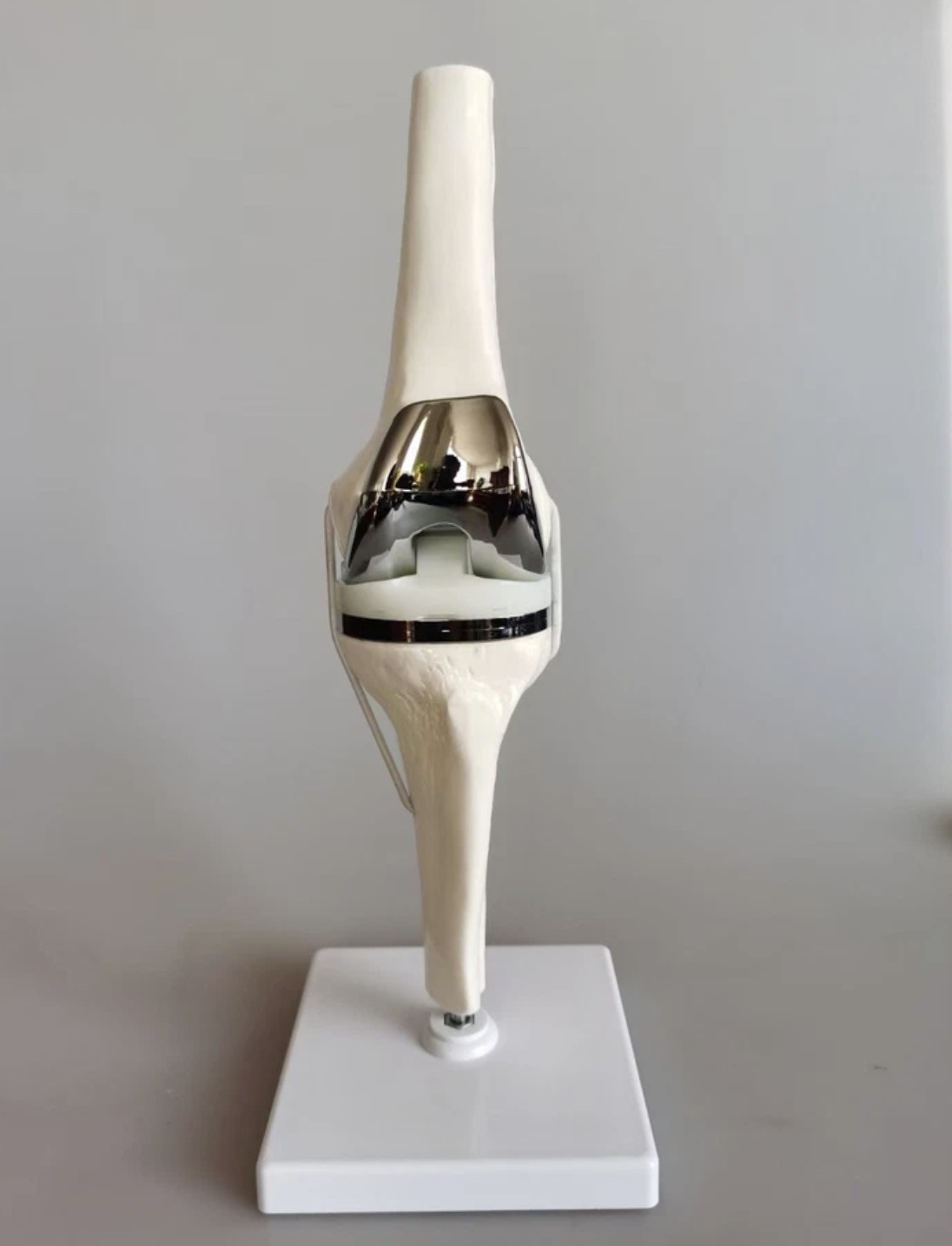Artificial Shoulder Replacement Anatomical Model Knee Shoulder Elbow Joint Model