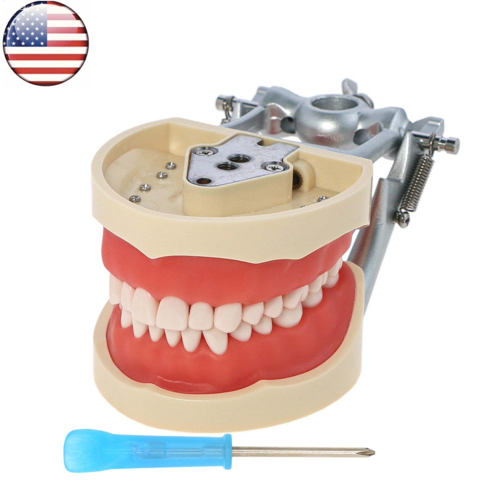 Fits for Kilgore NISSIN 200/500 Type Dental Typodont Model With Removable Teeth