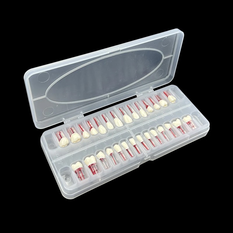 28Pcs/Set Dental Endo Root Canal Endodontic Teeth Teach Model Resin Study Tooth