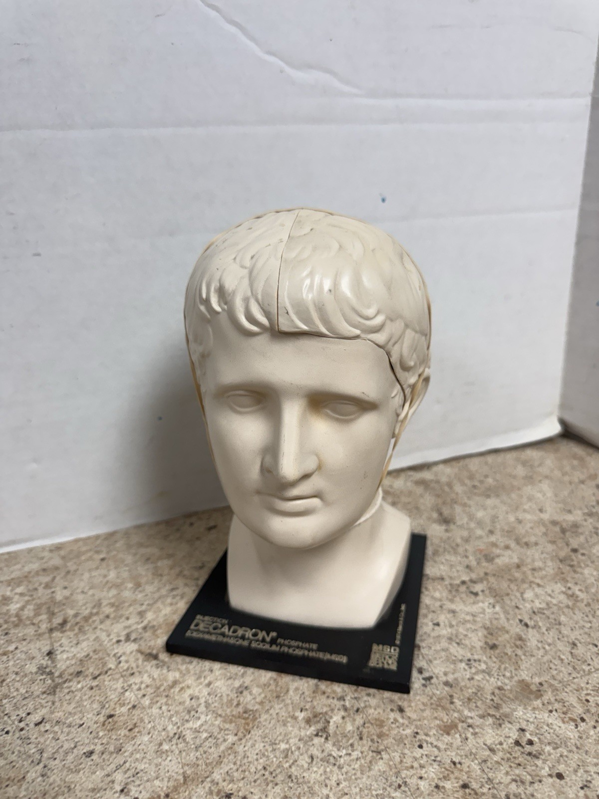 Vintage 1974 Merck Decadron Medical Display Bust With Brain Model Anatomy Piece