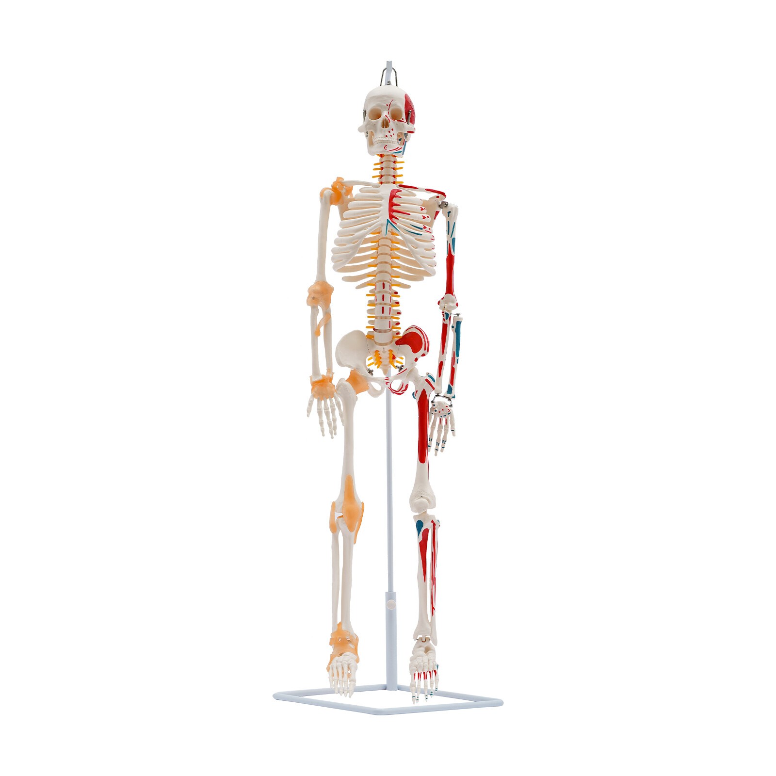34″ Hanging Style Human Skeleton Model For Doctors’ Office or Anatomy Classroom