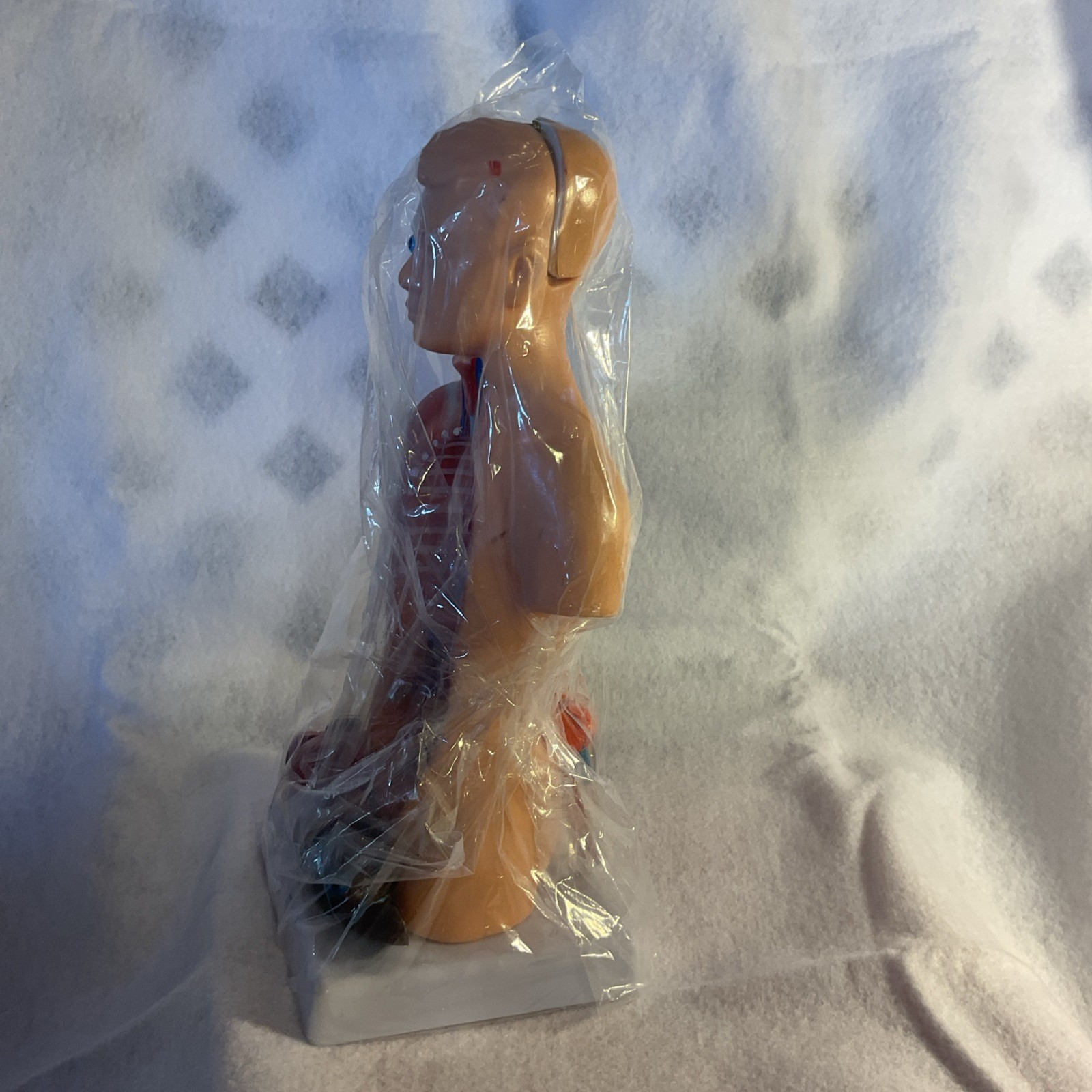 HORIZON Newest 2024 Human Anatomy Torso Model 10.5 Inch Anatomical Assembly of
