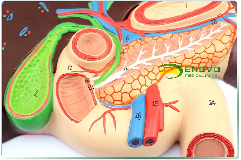 1:1 life size Human Digestive System Model Medical Science Stomach Anatomy
