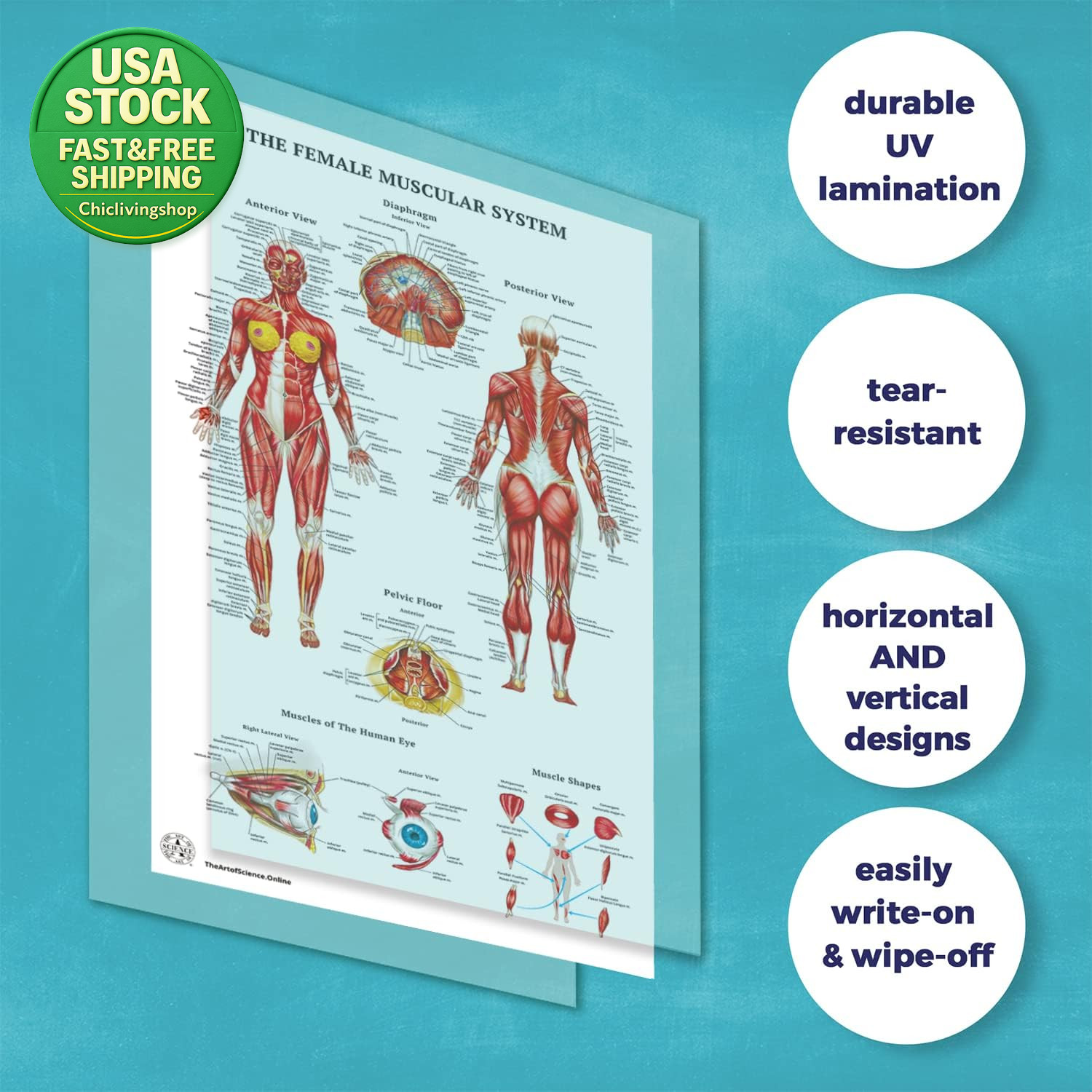 12 Human Anatomy Posters Laminated Medical Biology Health Classroom 18X30