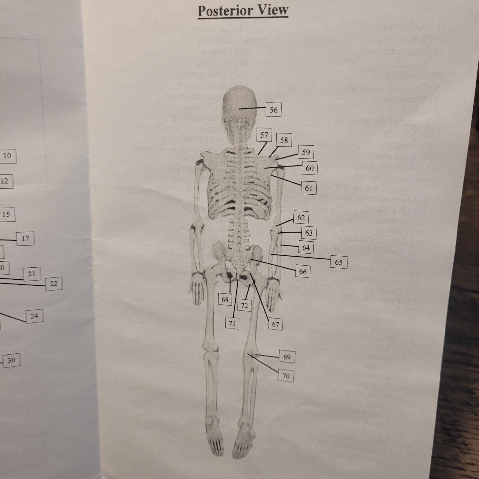 17″Human Skeleton HALLOWEEN Anatomy Model Science Classroom Skeleton Model Tool