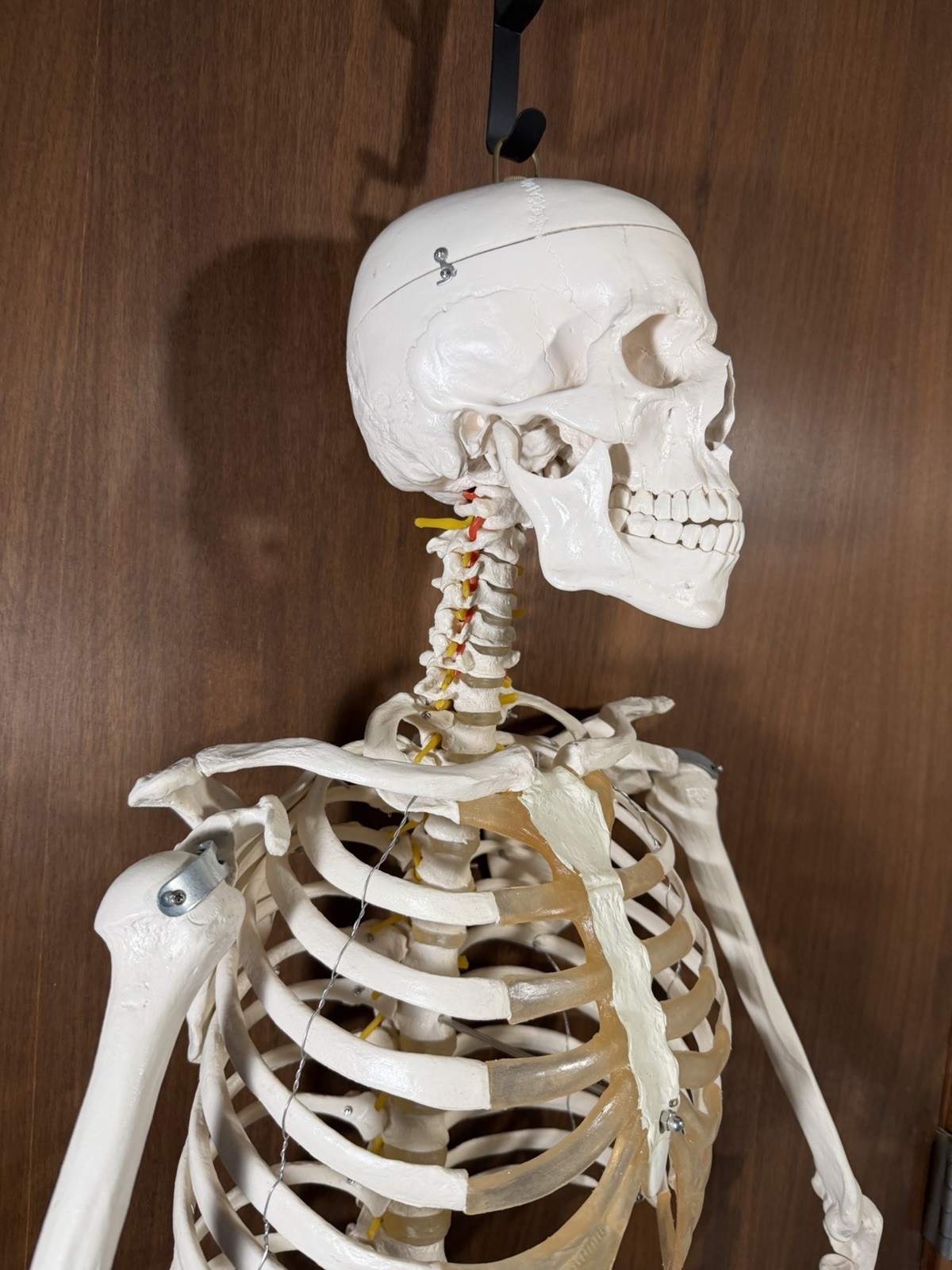 Life Size Human Anatomy Skeleton Hanging Medical Model w/ Spine Nerves