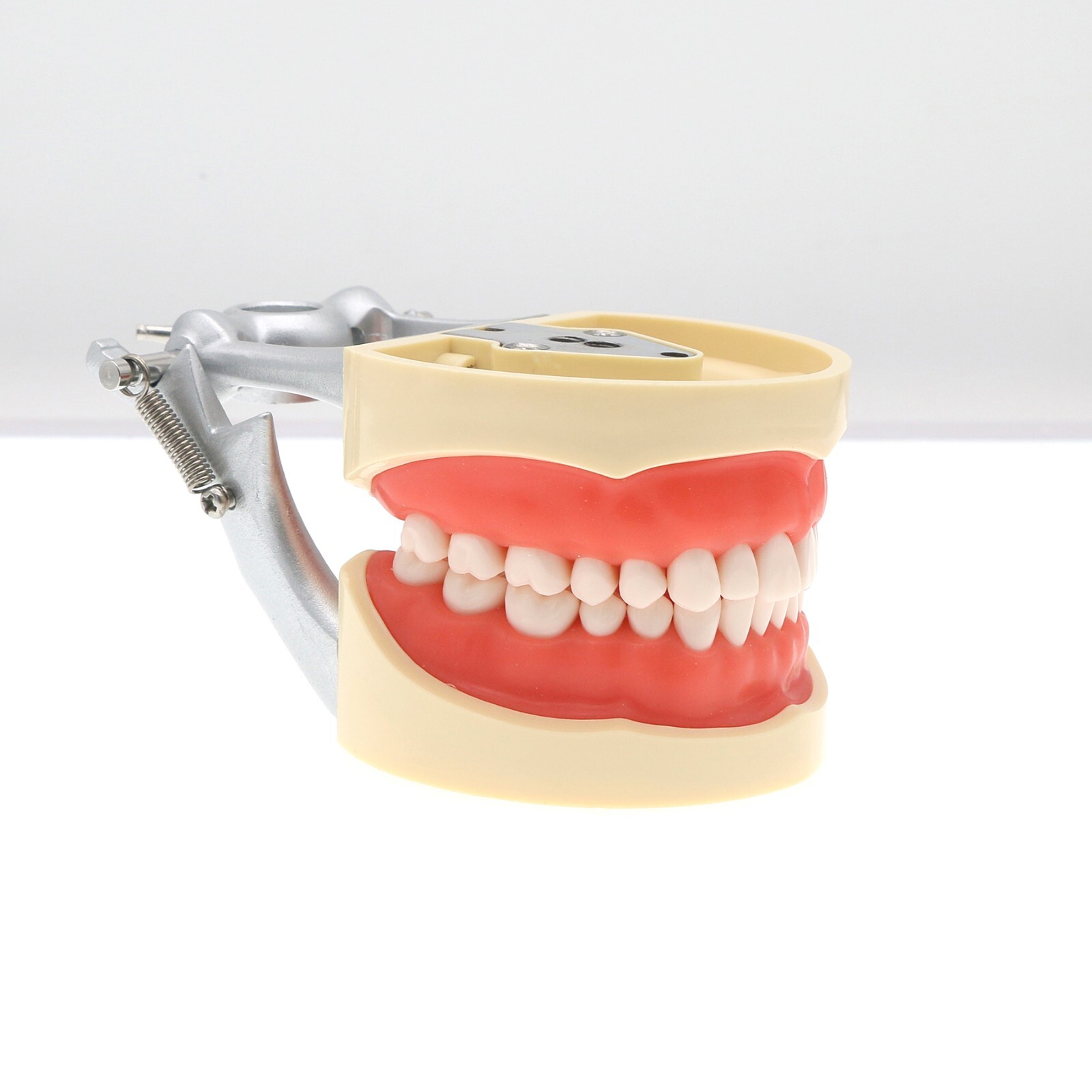 Fits for Kilgore NISSIN 200/500 Type Dental Typodont Model With Removable Teeth
