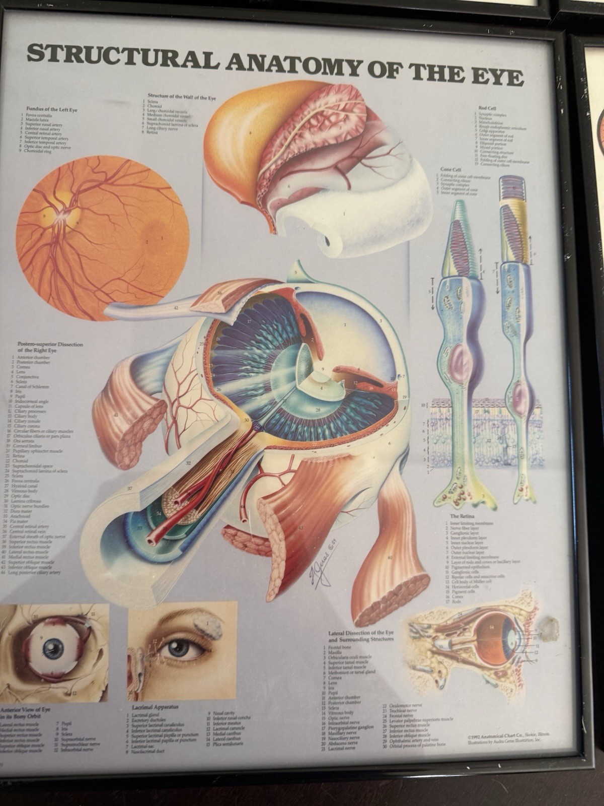 Vintage Anatomical Chart Company Framed Eye Art – 1986-92 – Set of 4 – Optometry