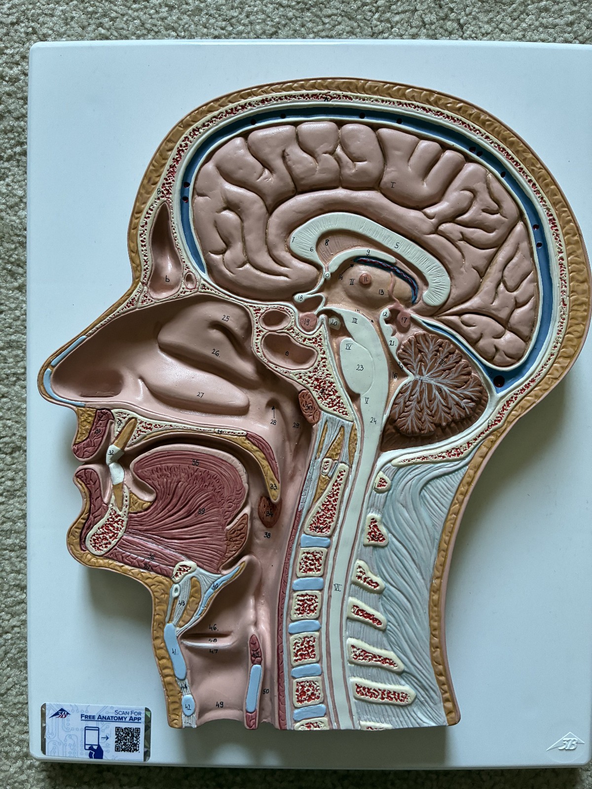 3B scientific anatomy model of the head median sagittal