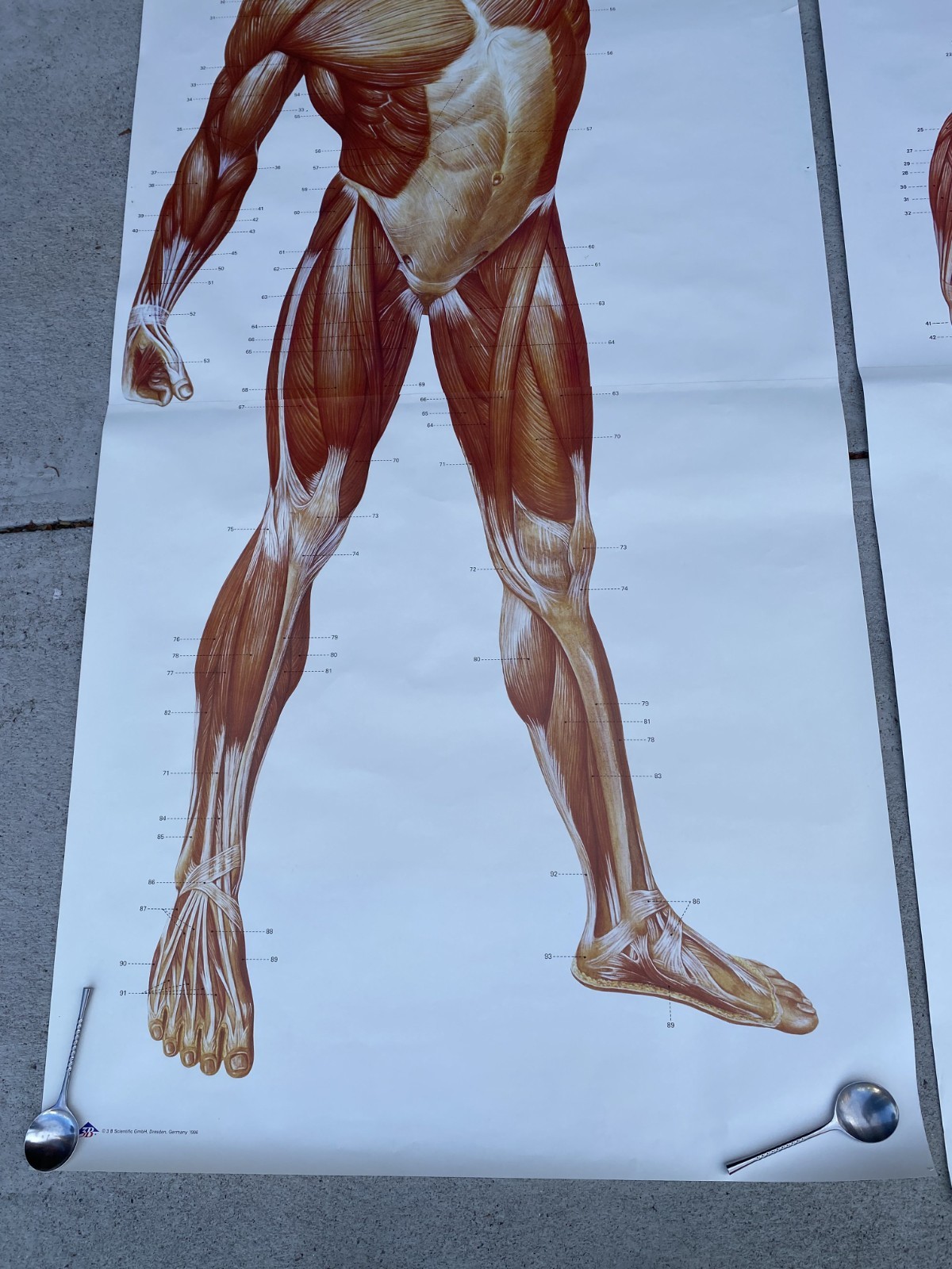 3 B Scientific GmbH Anatomical Muscles Poster Set