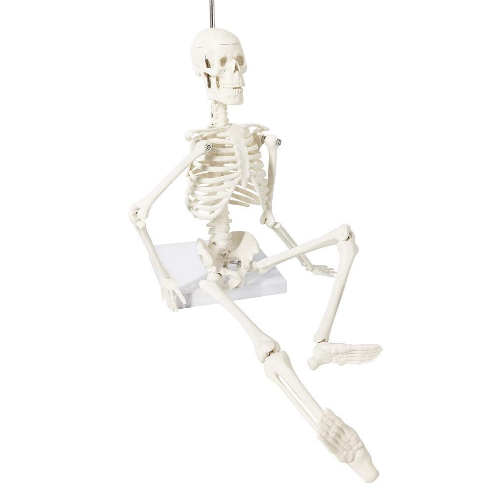 Full Body Human Skeleton Model for Medical Learning