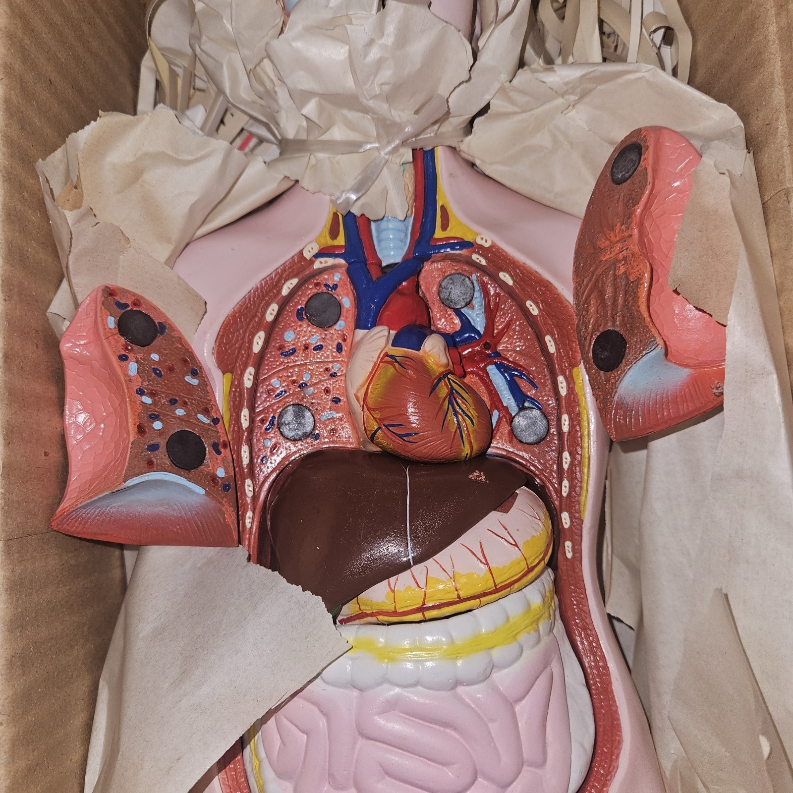 3-D Human MALE Anatomical Model Latge 42cm Doctor’s Office Teaching Anatomy Doll