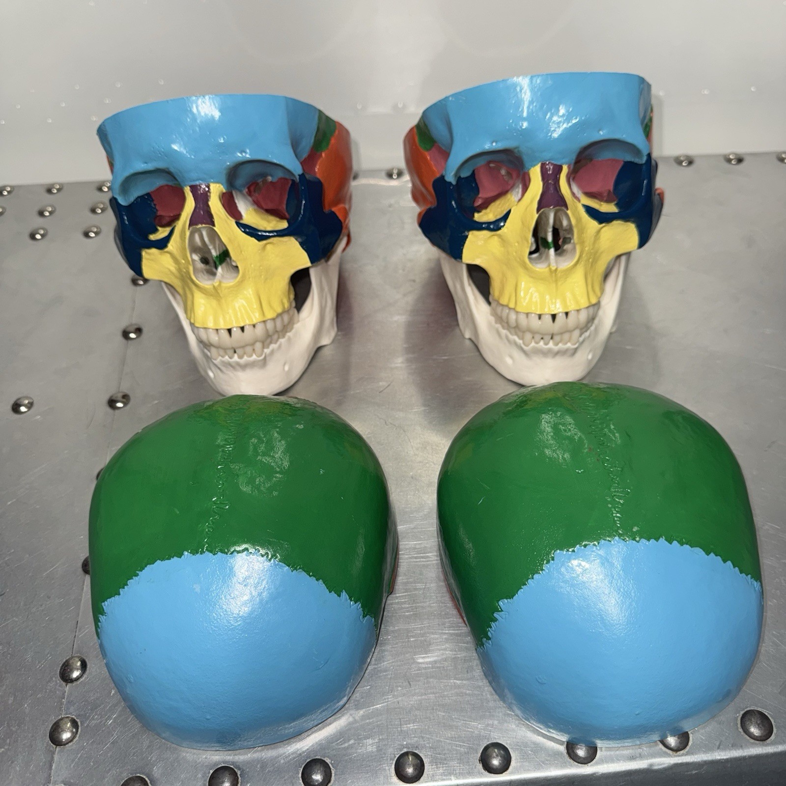 Human Skull Anatomical Model Scientific Classroom Model Lot Of 2