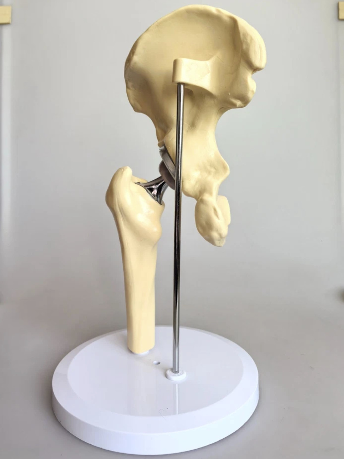 Artificial Shoulder Replacement Anatomical Model Knee Shoulder Elbow Joint Model