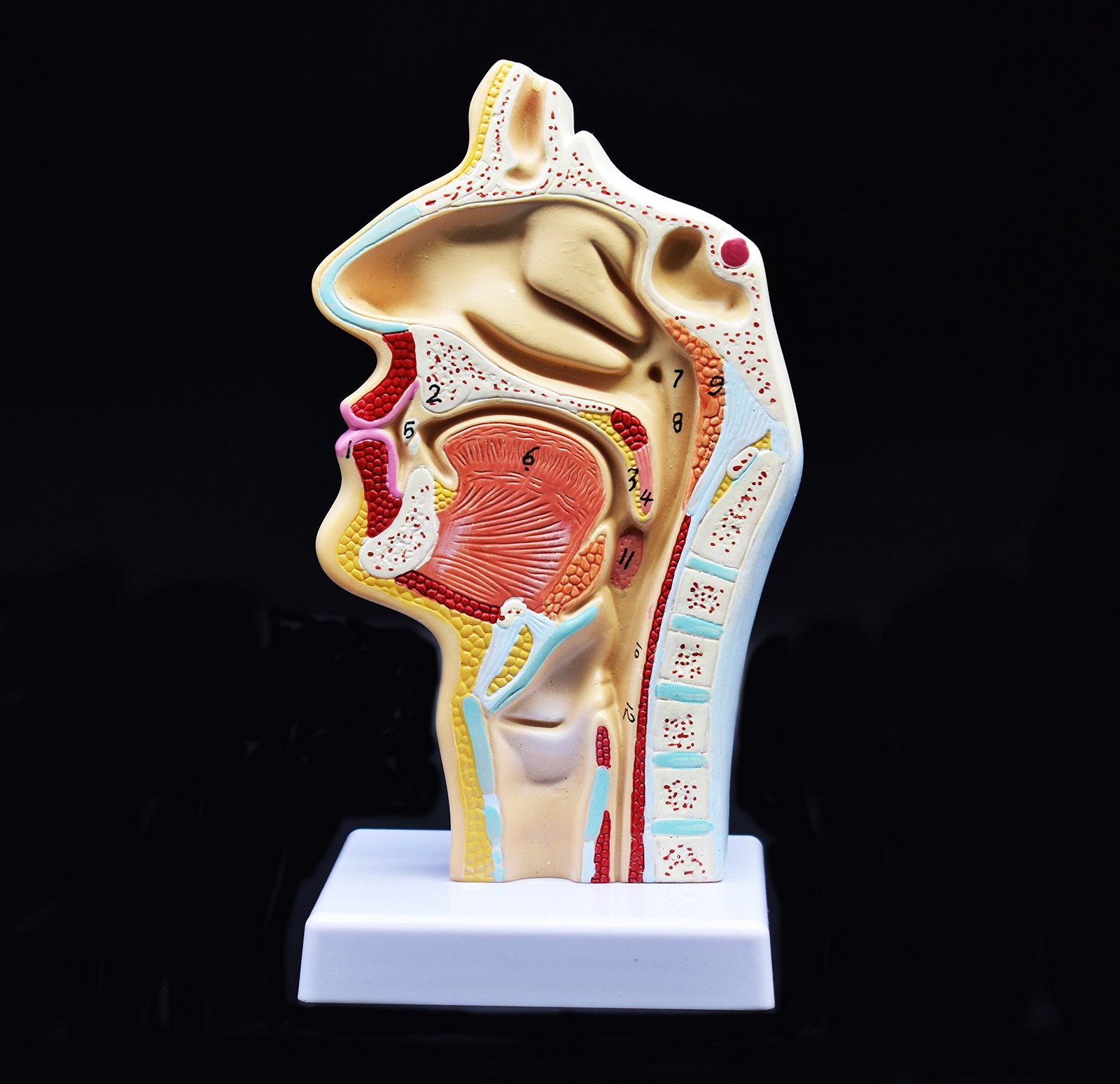 Human Anatomical Nasal Cavity Throat Anatomy Model For Science Classroom Stud…