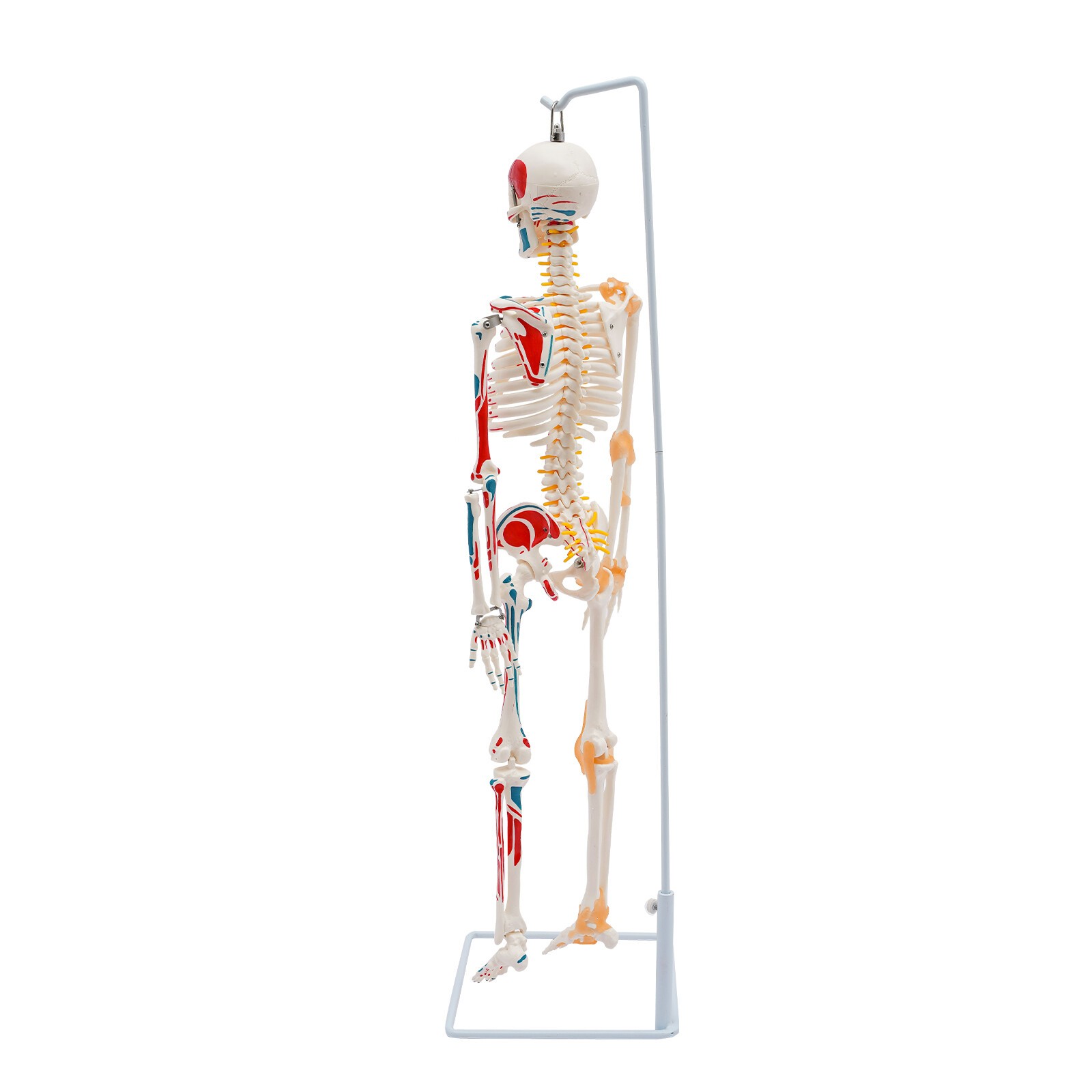 34″ Hanging Style Human Skeleton Model For Doctors’ Office or Anatomy Classroom
