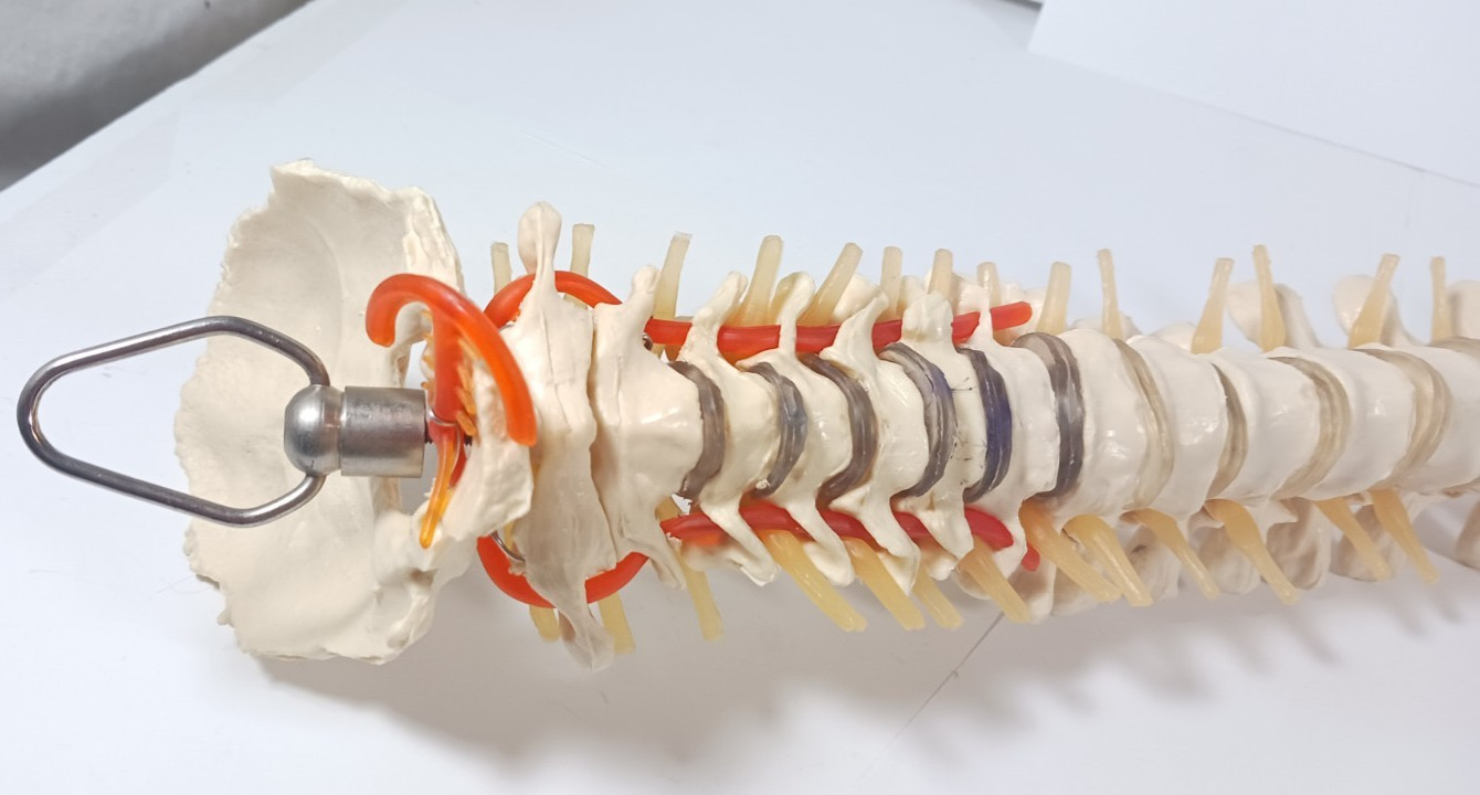 Life-Size Human Spine Model w/ Pelvis & Nerves – Anatomy Medical Study
