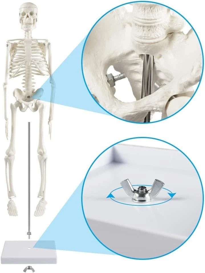 Portable 17 Inch Anatomical Skeleton Model with Movable Joints for Learning