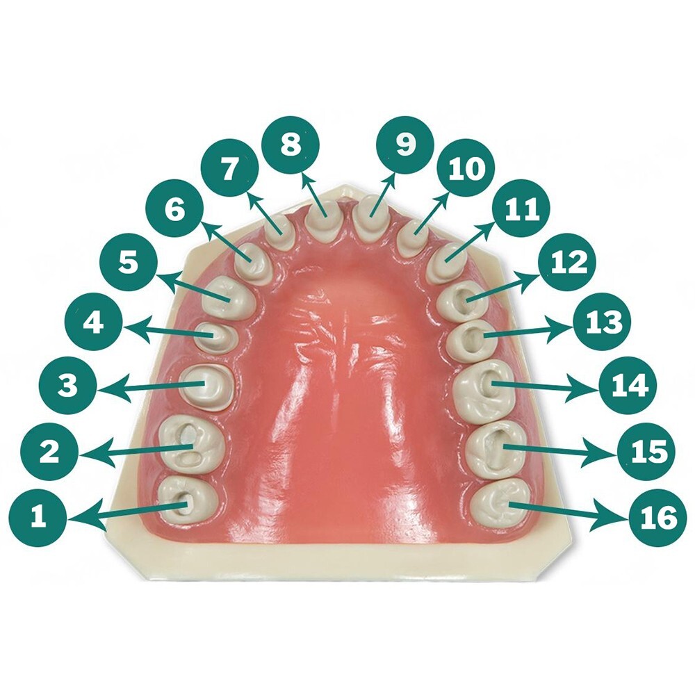 Ivorine Teeth Typodont 860 – Cavity Prep 5 PACK Compatible w/ Columbia 860 Brand