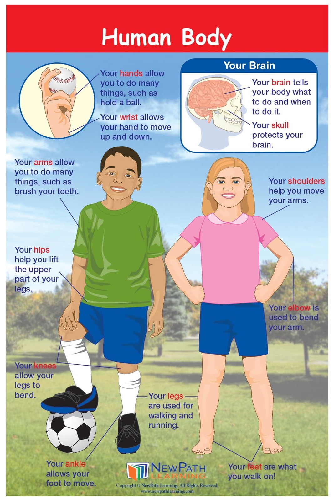 1 Science Anchor Charts Set of 10 (12×18″) & 25-Page Resource Guide Covering …