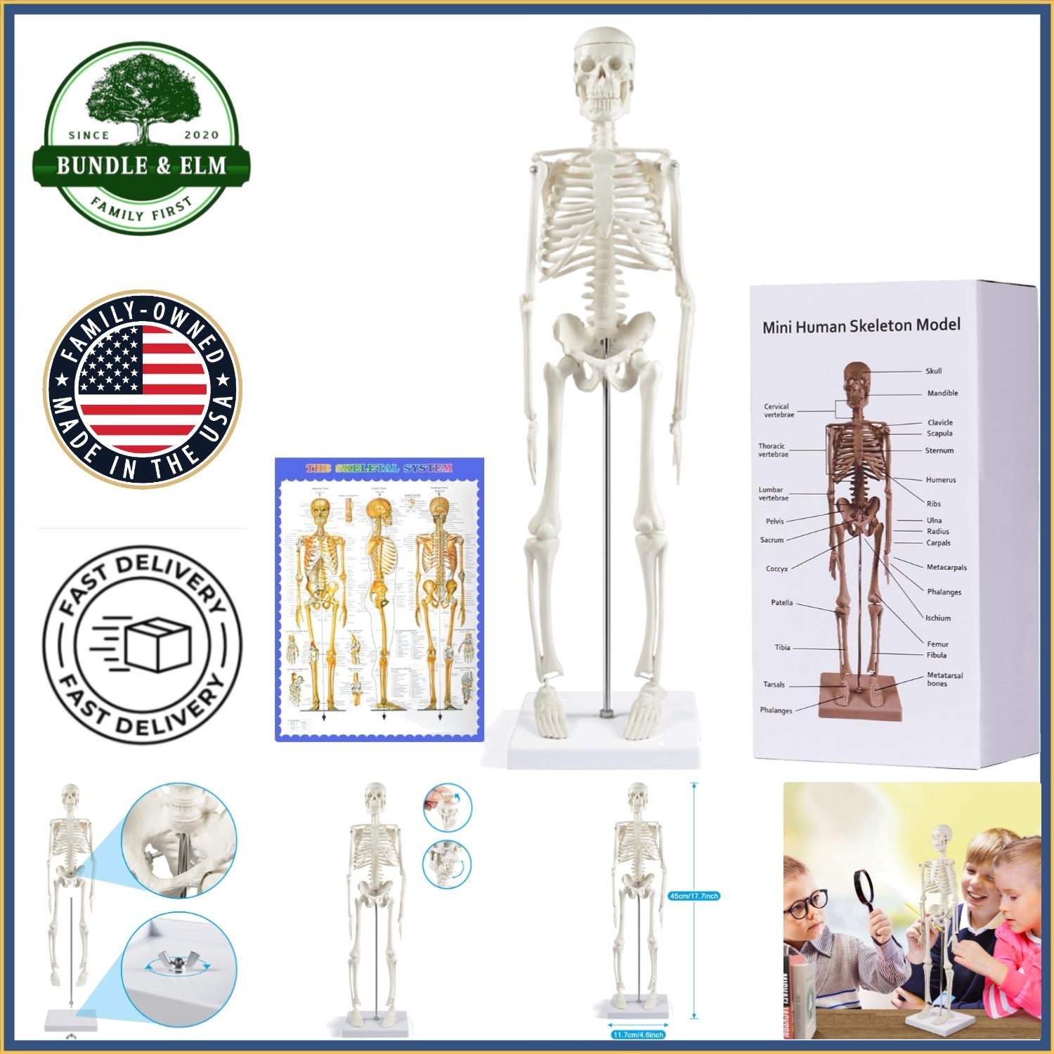 Miniature Human Skeleton Model, 17-Inch Display for Classroom and Halloween Use