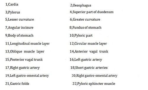 Human Stomach Model 1.5X Enlarged Anatomical Model Anatomy for Science Classroom