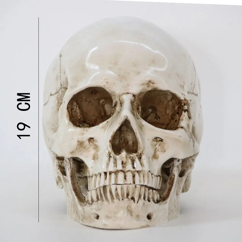 Anatomical Medical Human Skull Replica Model 1:1 Life-size Skeleton Head Teeth