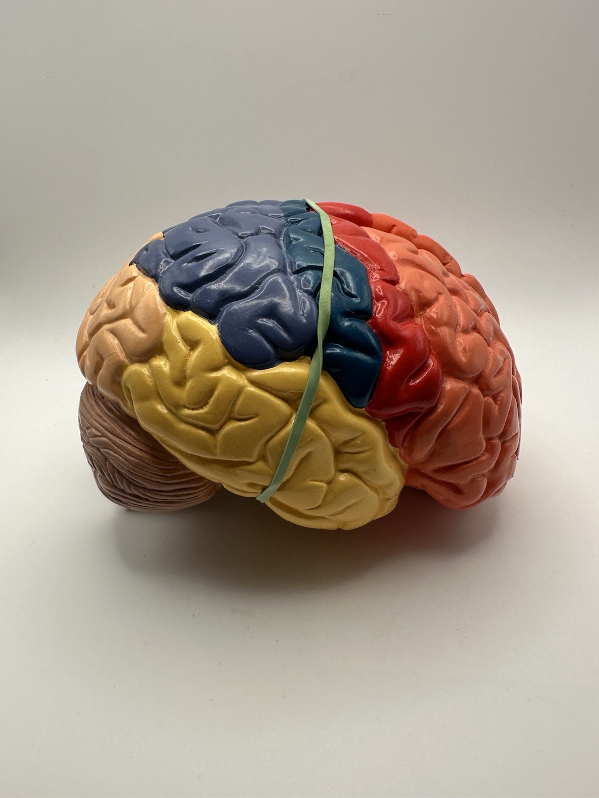Human Brain Model Anatomy Teaching Brain Model 3 Part No Stand