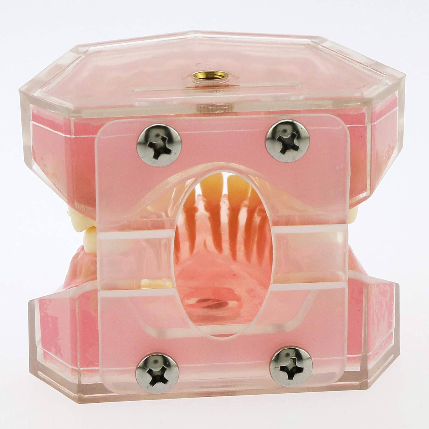 Dental Demonstration Teeth Model – Standard Study Teaching Dental Mode with All